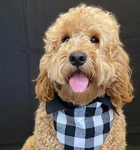 Toby - Office Greeter at Queensboro Plaza Dental Care